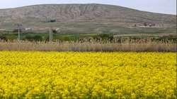 دانه‌ای کوچک با ماموریتی بزرگ؛ خیز خراسان‌شمالی به‌سوی امنیت غذایی